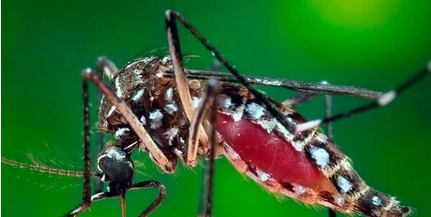 Nyugat-nílusi lázban halt meg egy férfi Pélmonostoron, 26-an megfertőződtek Nyugat-nílusi lázban halt meg egy férfi Pélmonostoron, 26-an megfertőződtek