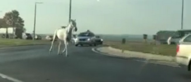 Nem hiányzik valakinek egy paripa? Mohácson érdemes keresnie - Videó! Nem hiányzik valakinek egy paripa? Mohácson érdemes keresnie - Videó!