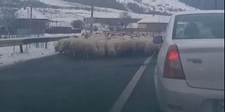 A főútról sót nyalogató juhok okoztak torlódást A főútról sót nyalogató juhok okoztak torlódást