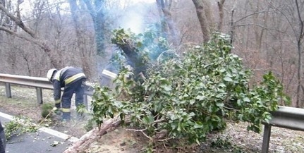Két helyen is kidőlt fa akadályozta a forgalmat Baranyában