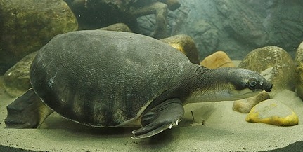 Új akváriumot kapott Coca, a Pécsi Állatkert malacképű teknőse, megszabadult a társbérlőktől