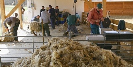 Itt a tavasz, elkezdték a birkák nyírását