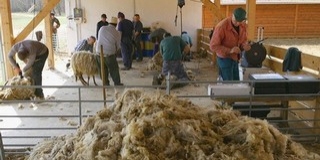Itt a tavasz, elkezdték a birkák nyírását Itt a tavasz, elkezdték a birkák nyírását