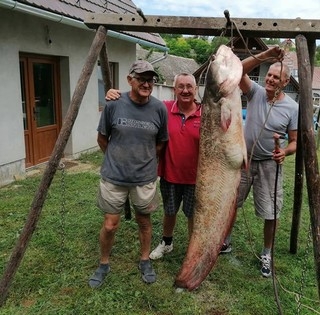 Kapitális, több mint hatvankilós harcsát fogtak ki a Dunából Dunaszekcsőnél Kapitális, több mint hatvankilós harcsát fogtak ki a Dunából Dunaszekcsőnél