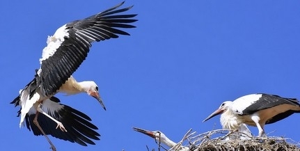 A klímaváltozás hatására egyre több gólya marad itthon, megpróbálkoznak az átteleléssel