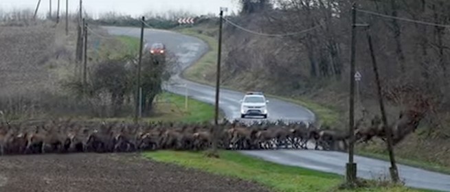 Több száz szarvas vágtázott át az úton Mohács közelében - Videó! Több száz szarvas vágtázott át az úton Mohács közelében - Videó!