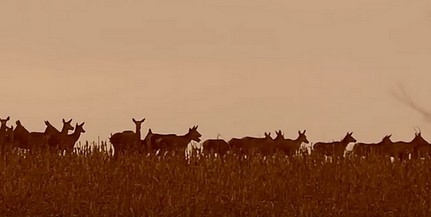 Így vonulnak a szarvasok Baranyában - Csodálatos videó készült egy rudliról