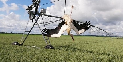 Szerencsétlenül járt gólyát mentettek meg Sátorhely határában a madárbarátok