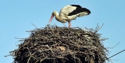 Az időjárási körülmények dacára sem csökkent lényegesen a gólyák száma Baranyában