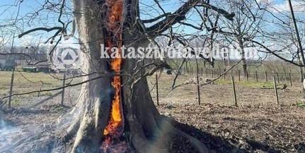 Vízágyúval oltották egy sátorhelyi, hatalmas fa odvában keletkezett tüzet Vízágyúval oltották egy sátorhelyi, hatalmas fa odvában keletkezett tüzet