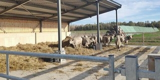 Megérkeztek új otthonukba a szürkemarhák Kölkeden
