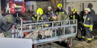 Malacokat mentettek ki egy lángoló sertéstelepről Véménden Malacokat mentettek ki egy lángoló sertéstelepről Véménden