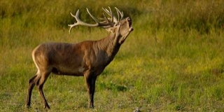 Véget ér az erdőjárási tilalom Béda-Karapancsán is