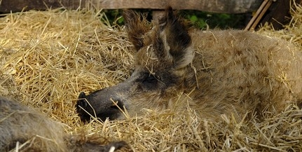 Jövő pénteken kezdődik a mangalica fesztivál Budapesten Jövő pénteken kezdődik a mangalica fesztivál Budapesten