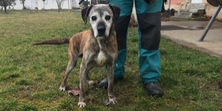 Ki viszi haza Habot, a kicsattanó életerővel rendelkező kedves pitbull-keveréket? Videó! Ki viszi haza Habot, a kicsattanó életerővel rendelkező kedves pitbull-keveréket? Videó!