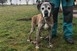 Ki viszi haza Habot, a kicsattanó életerővel rendelkező kedves pitbull-keveréket? Videó! Ki viszi haza Habot, a kicsattanó életerővel rendelkező kedves pitbull-keveréket? Videó!