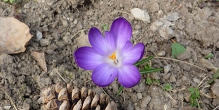 Halvány sáfrány jelvénygyűjtő túrára invitál a Nemzeti Park Halvány sáfrány jelvénygyűjtő túrára invitál a Nemzeti Park
