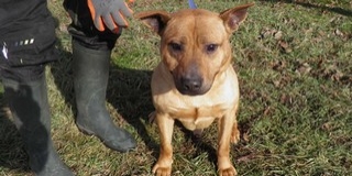 Ki viszi haza Stevie-t, a vidám, energiabomba staffordshire terrier keveréket? - Videó! Ki viszi haza Stevie-t, a vidám, energiabomba staffordshire terrier keveréket? - Videó!