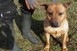 Ki viszi haza Stevie-t, a vidám, energiabomba staffordshire terrier keveréket? - Videó! Ki viszi haza Stevie-t, a vidám, energiabomba staffordshire terrier keveréket? - Videó!