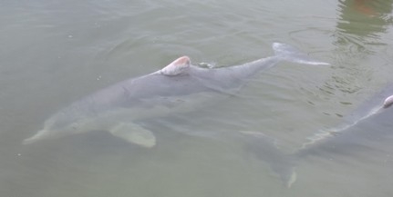 A kihalás vesélyezteti az ausztráliai púposdelfineket
