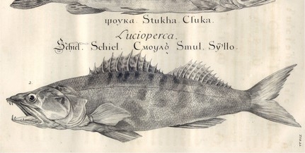 Átfogó kiállítást láthatnak a Dunáról az érdeklődők Átfogó kiállítást láthatnak a Dunáról az érdeklődők