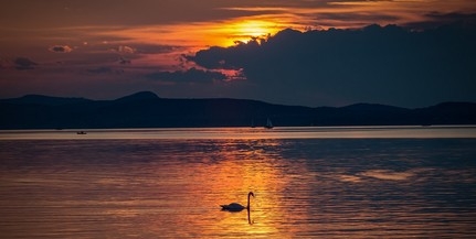 Jövő héttől vetítik a Vad Balaton című természetfilmet Jövő héttől vetítik a Vad Balaton című természetfilmet