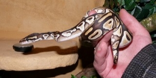 Egzotikus élőlény, mint háziállat? Mutatjuk, mi a teendő, ha például kígyót tartana otthon