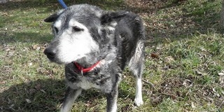Ki viszi haza Nikolettet, az egyedül maradt, nagyon kedves husky hölgyet? - Videó! Ki viszi haza Nikolettet, az egyedül maradt, nagyon kedves husky hölgyet? - Videó!