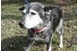 Ki viszi haza Nikolettet, az egyedül maradt, nagyon kedves husky hölgyet? - Videó! Ki viszi haza Nikolettet, az egyedül maradt, nagyon kedves husky hölgyet? - Videó!