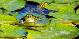 Végetért a sikondai békamentés áprilisban Végetért a sikondai békamentés áprilisban