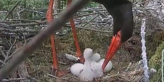 Kikelt a gemenci feketególyapár első fiókája Kikelt a gemenci feketególyapár első fiókája