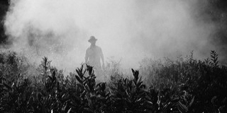 Kezdődik a vadgesztenyefák permetezése, három éjszakán át végzik a műveletet Kezdődik a vadgesztenyefák permetezése, három éjszakán át végzik a műveletet
