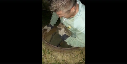 Csatornából mentettek ki négy rókakölyköt Komlón Csatornából mentettek ki négy rókakölyköt Komlón