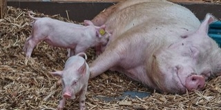 Ágazati összefogást szorgalmaz az agrárkamara Ágazati összefogást szorgalmaz az agrárkamara