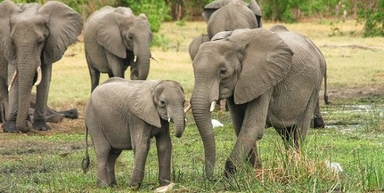 Ázsiai elefántok érkeztek a Szegedi Vadasparkba