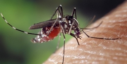 Megkezdődik a vérszívók gyérítése Pécsett is, a levegőből támadják a szúnyogokat