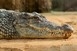 Krokodil ölt meg egy protestáns lelkészt keresztelés közben Krokodil ölt meg egy protestáns lelkészt keresztelés közben