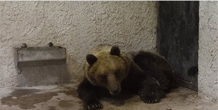 A Szegedi Vadasparkban gondozzák a medvét A Szegedi Vadasparkban gondozzák a medvét