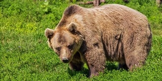 Szabadon engedték a kóborló medvét éjszaka Szabadon engedték a kóborló medvét éjszaka