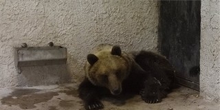 Már nincs nyomkövető az országjáró medvén Már nincs nyomkövető az országjáró medvén