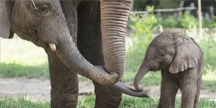 Ismét afrikai elefánt született a Nyíregyházi Állatparkban