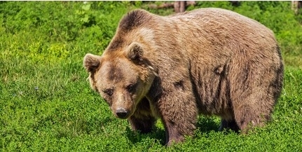 Ezúttal Miskolcon láttak sétálgatni egy medvét