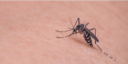 Emberre is veszélyes fertőzött szúnyogok jelentek meg
