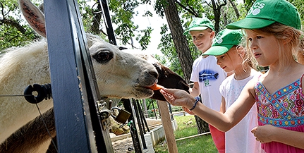 Fókát, lámát etethetnek, s még a víziló medencéjét is kitakarítják a ZooTábor lakói Fókát, lámát etethetnek, s még a víziló medencéjét is kitakarítják a ZooTábor lakói