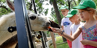 Fókát, lámát etethetnek, s még a víziló medencéjét is kitakarítják a ZooTábor lakói Fókát, lámát etethetnek, s még a víziló medencéjét is kitakarítják a ZooTábor lakói