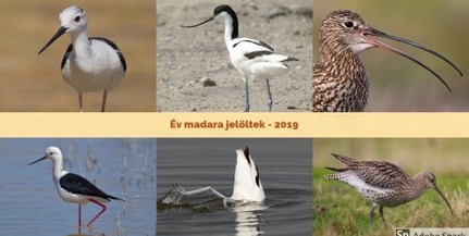 Az interneten szavazhatunk a 2019-es év madarára Az interneten szavazhatunk a 2019-es év madarára