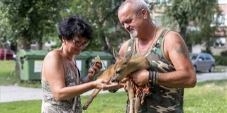 Elütötték, azóta lakásukban nevelik az őzgidát Elütötték, azóta lakásukban nevelik az őzgidát