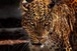 Alpaka, róka, emu volt a elszabadult jaguár étlapján Alpaka, róka, emu volt a elszabadult jaguár étlapján