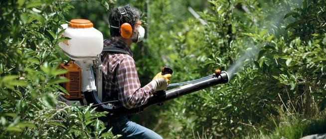 Figyelem, hangos lesz: kedd éjszakától kezdik permetezni a pécsi platánfákat Figyelem, hangos lesz: kedd éjszakától kezdik permetezni a pécsi platánfákat