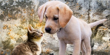 Harmóniában élnek egymással a kutyák és a cicák